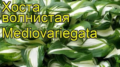 Хоста волнистая Mediovariegata (Hosta undulata) - Питомник растений  \"ВРЕМЕНА ГОДА\"