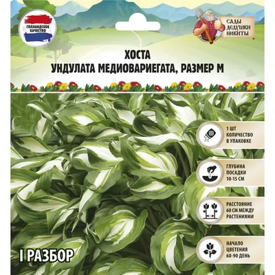 ꕤ Хоста Mediovariegata 1,5 л • купить Хоста Mediovariegata 1,5 л по цене от  119.99 грн. в Украине