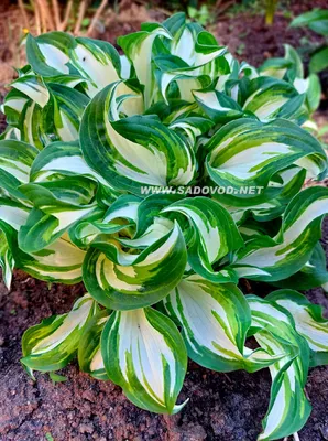 Hosta.com.ua. Хоста Undulata Mediovariegata (Ундулата Медиовариегата) из  частной коллекции