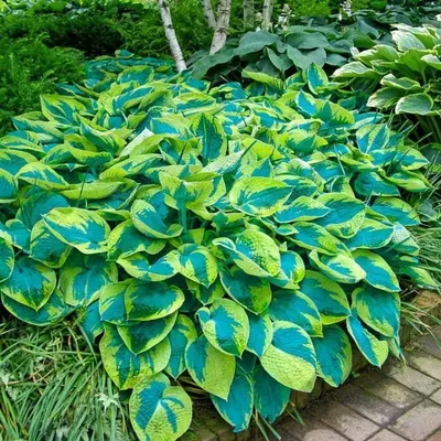 Хоста (Hosta) 4 сорта (ID#494139733), цена: 85 ₴, купить на Prom.ua