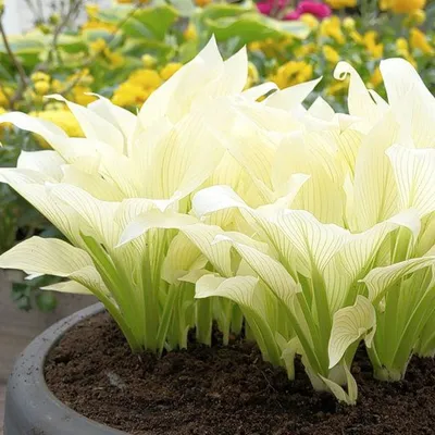 Хоста 'White feather' (Hosta 'White Feather')