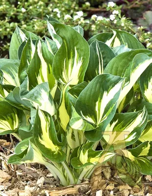Hosta 'Sting', Plantain Lily 'Sting' in GardenTags plant encyclopedia