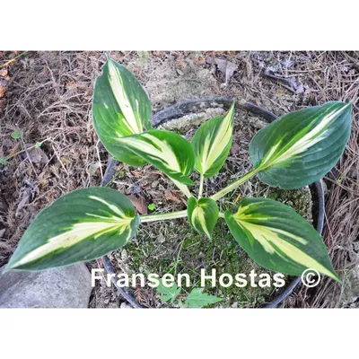 Photo of the entire plant of Hosta 'Sting' posted by JLWilliams - Garden.org