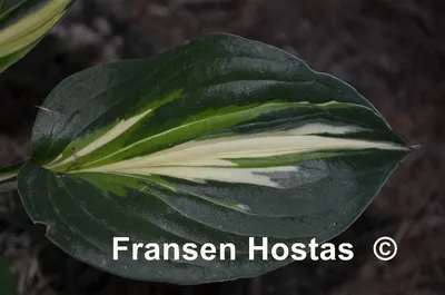 Photo of the entire plant of Hosta 'Sting' posted by Frenchy21 - Garden.org