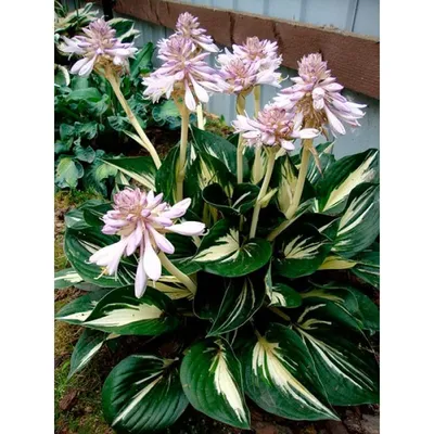Sting Hosta - Thick Leaves with Wide Margins - 4\" Pot - Walmart.com