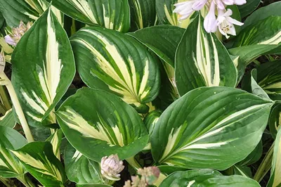 Hosta Sting (Size - Medium) - 2 Litre Pot – Richard's Plants