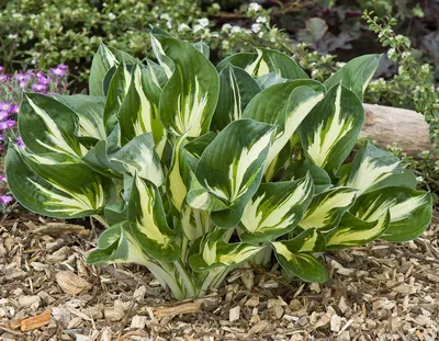 Hosta Sting