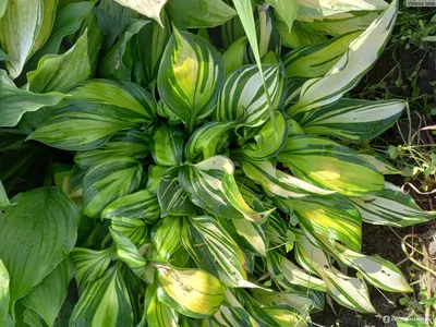 Autumn Frost Hosta - Shade Perennial Slug Resistant Hosta Plant – NH Hostas