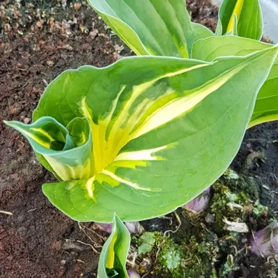 Heather Hill Hosta - 4.5 Inch Container – NH Hostas