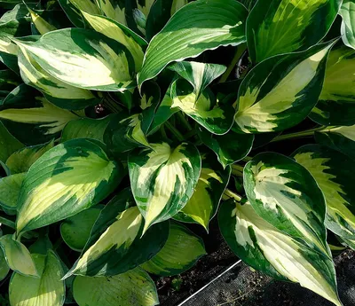 Hosta – De Vroomen Garden Products | Professional