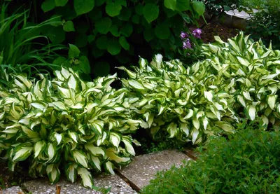 Хоста гибридная \"Блю Кадет\" (Hosta hybrida Blue Cadet) - Многолетних цветов  весна 2024 года - каталог хосты, каталог брунеры, каталог пионов, каталог  лилейников