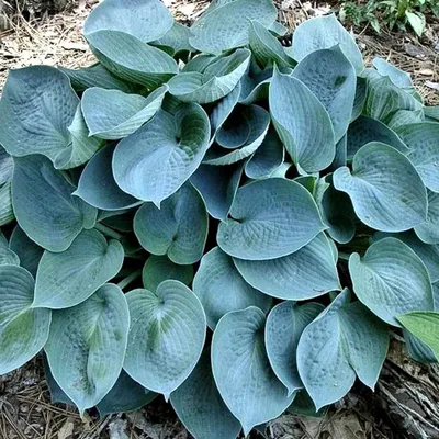 Саженцы Хоста \"Hosta Hyacinthina\" из питомника растений Гринстрана купить  по цене от 750 рублей | Описание, фото, доставка, консультация —  Гринстрана.ру