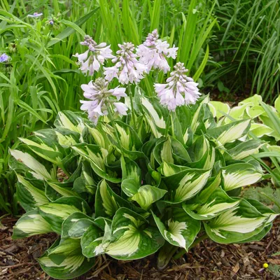 Hosta 'Whirlwind' - buy Plantain Lily at Coolplants