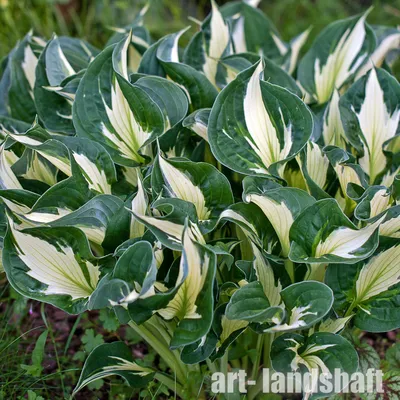Hosta Whirlwind, Plantain Lily, #1 - Behmerwald Nursery