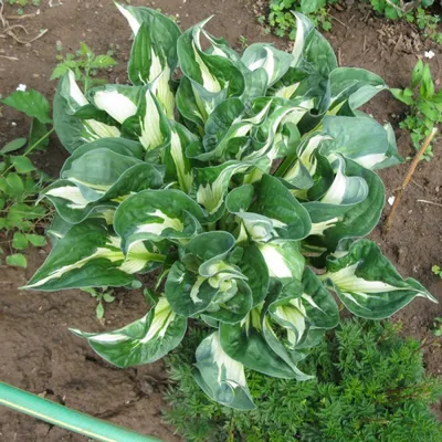 Hosta Whirlwind