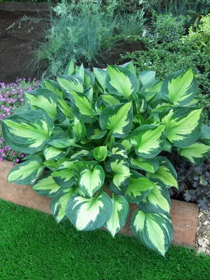 Hosta Whirlwind | Bluestone Perennials