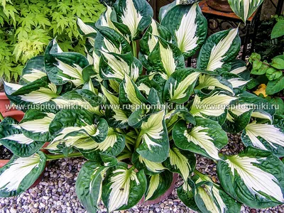 Hosta Whirlwind | J Parker Dutch Bulbs