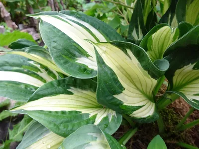 Rewela Hostas looks At Hosta Whirlwind - YouTube