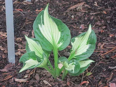 Hostas Hosta Whirlwind de Maillot-Bonsaï - La boutique MAILLOT-BONSAI