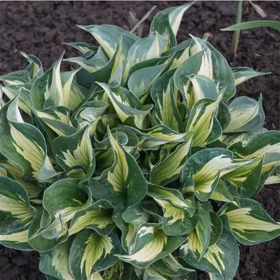 Photo of the entire plant of Hosta 'Whirlwind' posted by Frenchy21 -  Garden.org