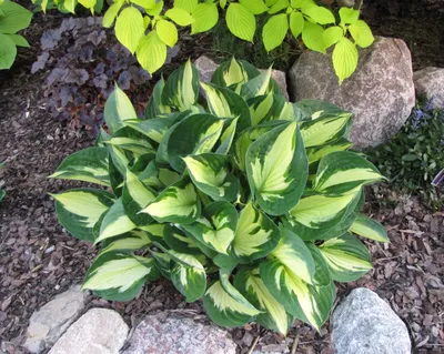 Buy Whirlwind Hosta Plants | Shade Perennials | Breck's