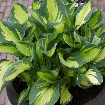 Whirlwind Hosta (Hosta 'Whirlwind') in Milwaukee Brookfield Waukesha New  Berlin Pewaukee Wisconsin WI at Minor's Garden Center