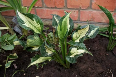 Hosta Whirlwind - Stafford Lake