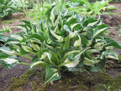 Hosta 'Whirlwind'