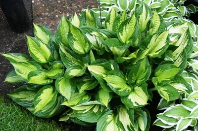 Van Zyverden Hosta Whirlwind - Set of 3 Roots - 9402945 | HSN