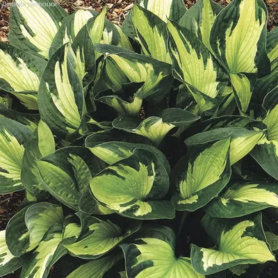 Hosta whirlwind hi-res stock photography and images - Alamy