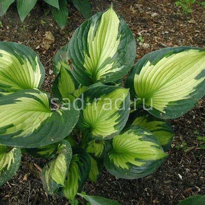 Hosta 'Whirlwind' (Plantain Lily)