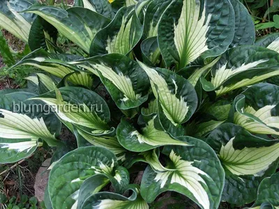 Whirlwind Hosta, Hosta x 'Whirlwind', Monrovia Plant