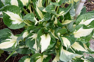 Learn about Hosta 'Whirlwind Tour' | M. Zilis/UK NR | Perennial Encyclopedia