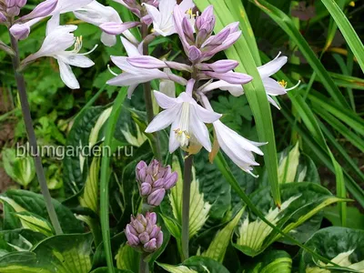 Hosta 'Whirlwind' Hosta | Garden Center Marketing