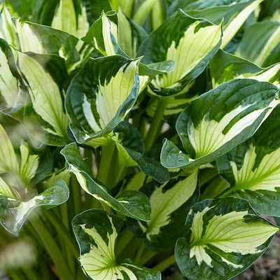 Hosta whirlwind hi-res stock photography and images - Alamy