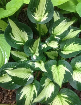 Hosta Whirlwind | Rewelahostas