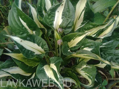 tricolor original Hosta variety with leaves twisted up. A sign with the  name of the flower \"Hosta Whirlwind\". Natural Wallpaper Stock Photo | Adobe  Stock