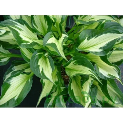 Hosta Whirlwind 1G • Cross Creek Nursery and Landscape