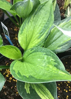 Whirlwind Hosta – The Happy Hosta