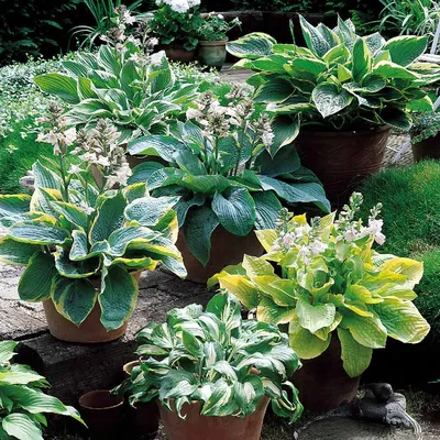 Monrovia® Whirlwind Hosta - Hosta 'Whirlwind' – ServeScape