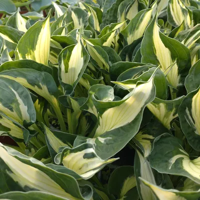 Hosta 'Whirlwind' with heart-shaped green and yellow variegated leaves  Stock Photo - Alamy
