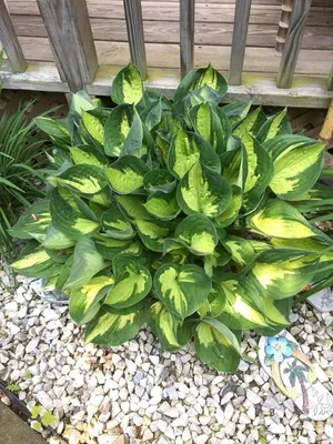 HOSTA WHIRLWIND / PLANTAIN LILY – Diggin it Nursery