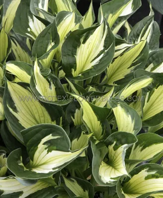 hosta `Whirlwind` | Eliseaed | E-Pood