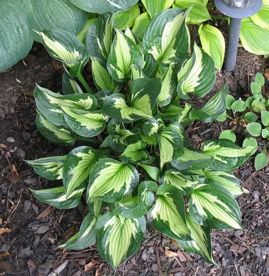 Hosta Whirlwind | One of the best | Michael E. Sheehan | Flickr