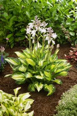 Whirlwind Flame Hosta - Shade Perennial Slug Resistant Hosta Plant – NH  Hostas