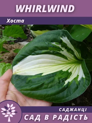 Whirlwind Hosta - Hosta 'Whirlwind' – ServeScape