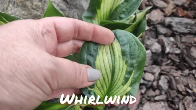 Photo of the leaves of Hosta 'Whirlwind' posted by ViolaAnn - Garden.org