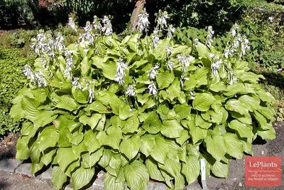 Хоста подорожниковая (Hosta plantaginea) — описание, выращивание, фото | на  LePlants.ru