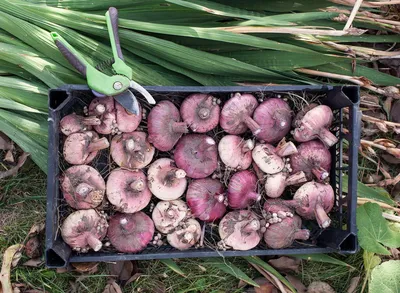 Как хранить луковицы гладиолусов | Лайфхаки и полезные советы | Дзен