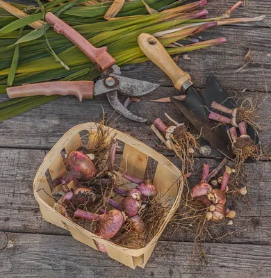 Когда выкапывать луковицы гладиолусов осенью и где хранить их до весны | В  цветнике (Огород.ru)